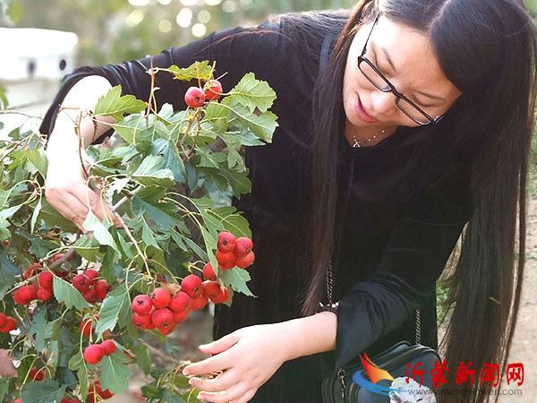 硕果累累